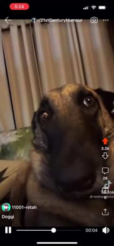 Dog