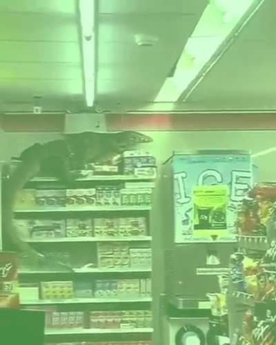 Carti Lizard 🦎