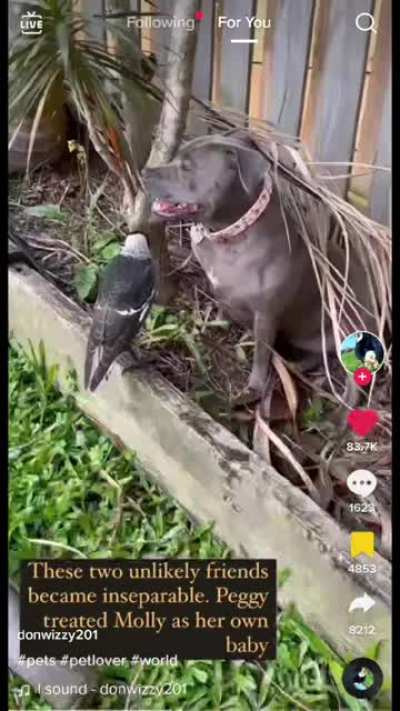 Animals being bros