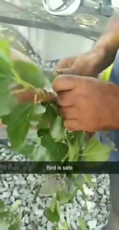 Construction Crew helps a birdie who's feet got wrapped around with string