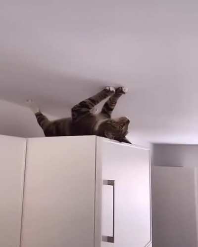 Spider Cat does what a Spider Cat does