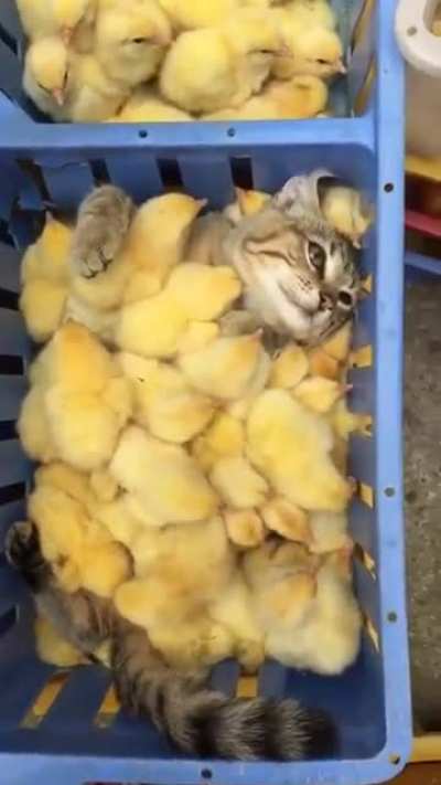 The cutest part is the the chicks getting crushed by the cat.