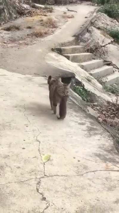 He is a hunter