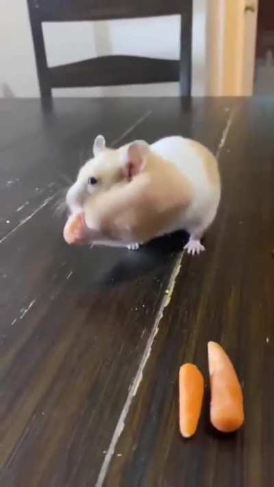 Hamster gobbles everything