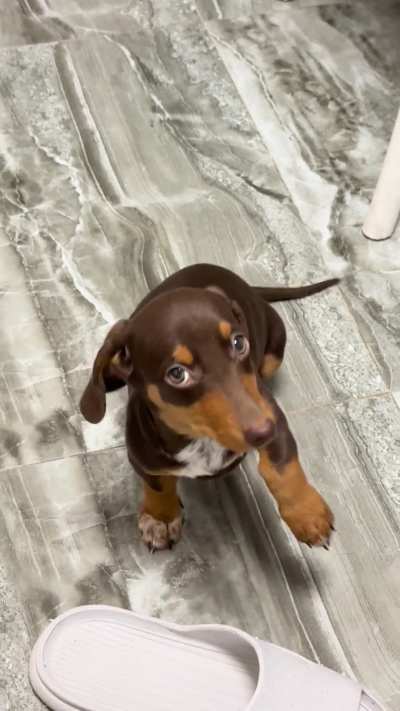 Look, my dog can wave and call people over to play!