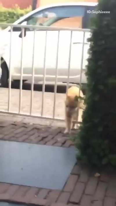 When you're just trying to take a walk and the gate randomly attacks you