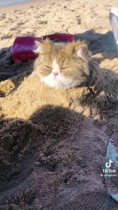 The cats are ready to harvest