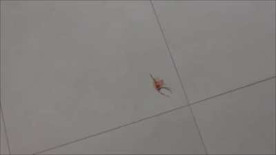 I don't know... Just watch this and suffer the itch
