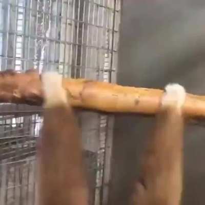 Dou