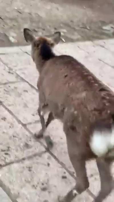 At a Deer Park in Japan