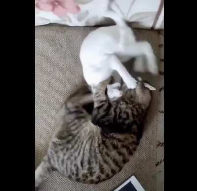 Cats & Cats