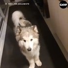 If you're happy and you know it say awoo!