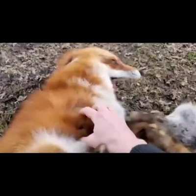 Foxes making loud funny noises