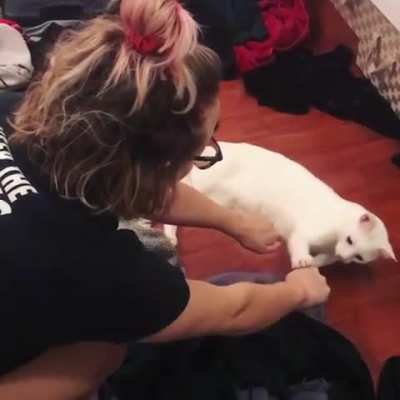 Animalsthatlovemagic