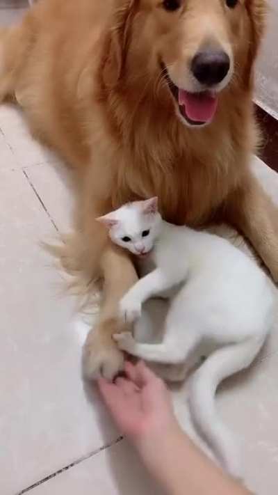 Don't Touch My Buddy