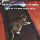 Sleepy cat