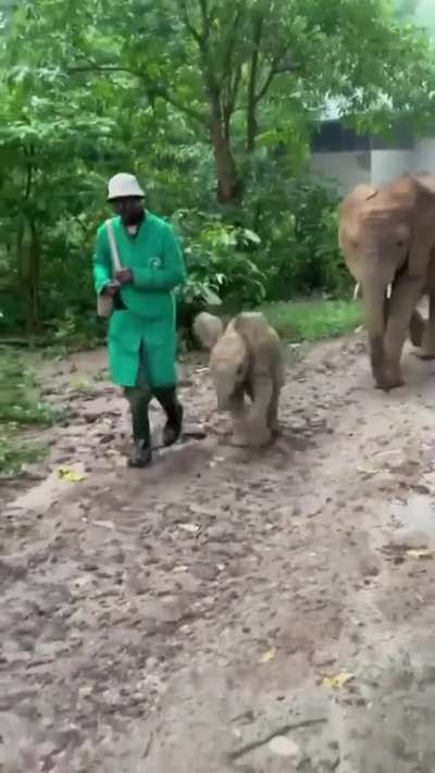 Baby elephant is trying to 