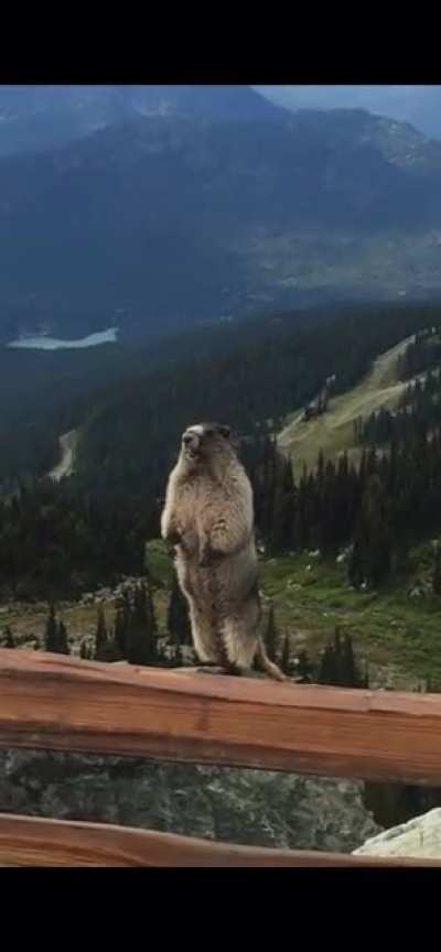 Hey There Little Guy-