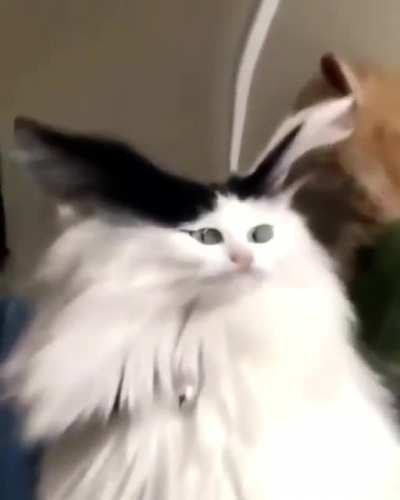 Snapchat filters can work on cats too