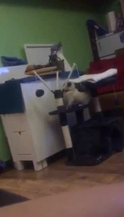Aww what a munchki-