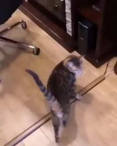 MEOW_IRL