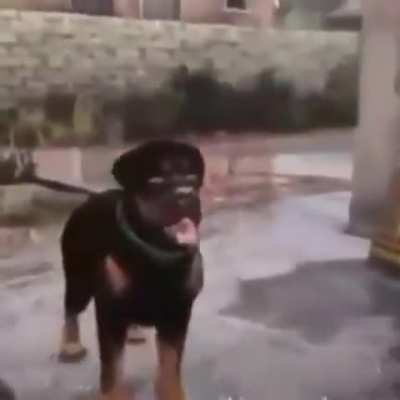 Chop no!