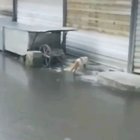 Charismatic cat