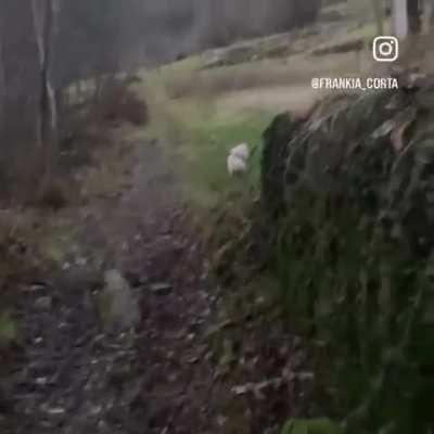 Just my dog run