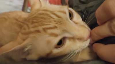 Biscuit-making in progress, DND. Volume up for some loud purring :)