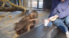 Ape Trick