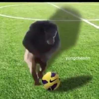 el bicho