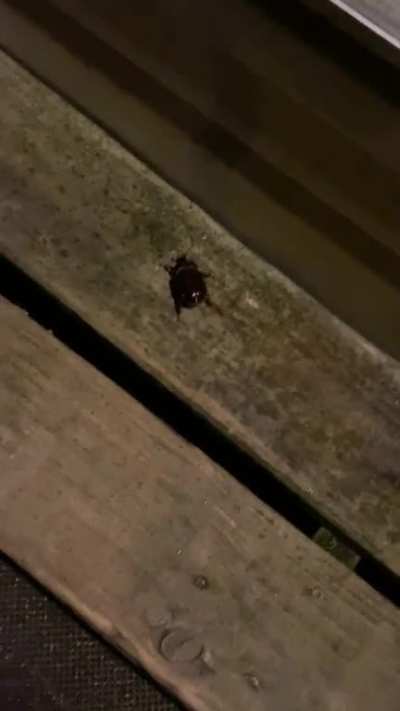 Leedle Leedle Beetle Lee