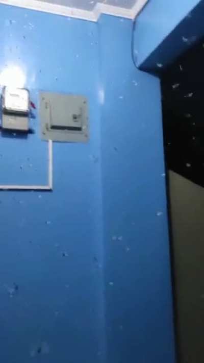 Gamo-gamo infestation in Mandaluyong