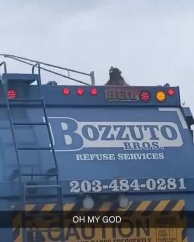 Raccoon just living in the moment, going for a joy ride, not a care in the world.