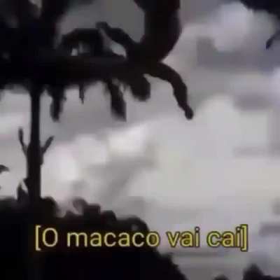 F Macaco