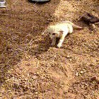 Fennec Fox being reunited with his best friend, William