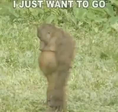 nooo monke dont😭😭😭😭😭😭😭😭😭😭😭😭😭😭