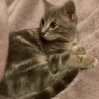 Sleepy kitten time