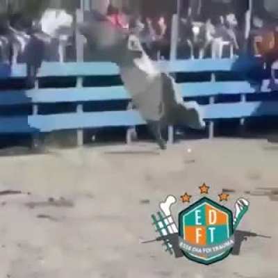 Karaté cow