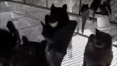 Bats filmed upside-down look like low budget goth.