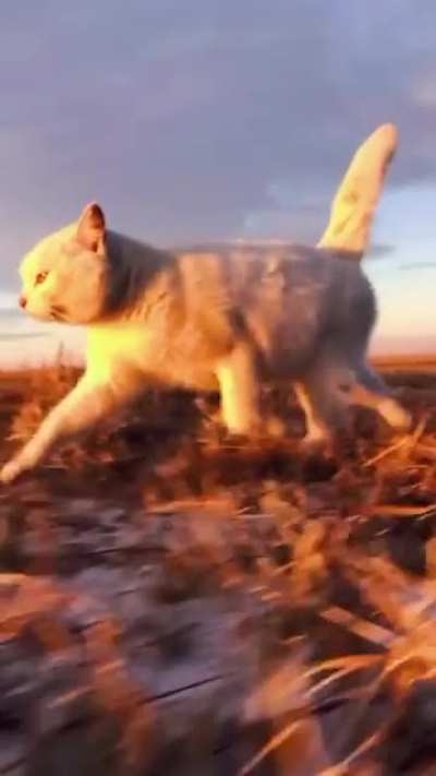 MEOW_IRL