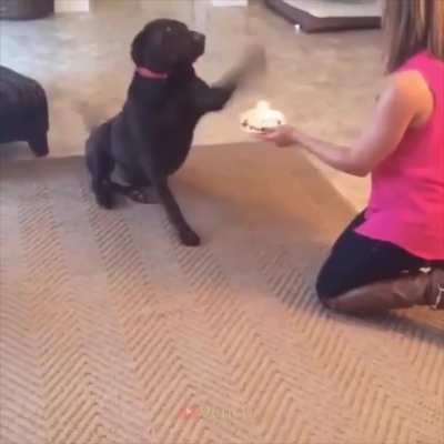 what a good boii