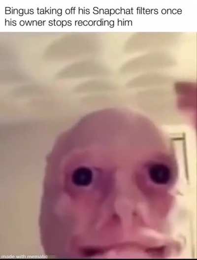 B🤮ngus