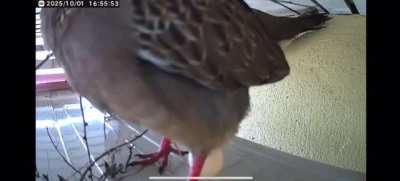 Dove laying egg caught on cctv