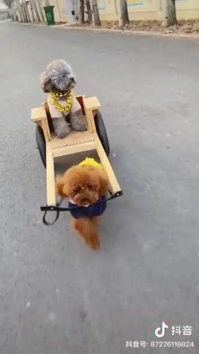 Smart puppers