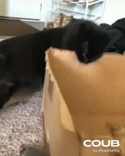 Кот психа<wbr>нул