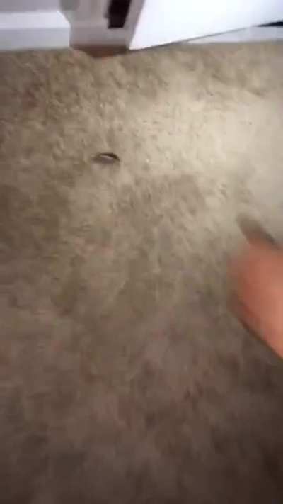 We might have a little cockroach prob-