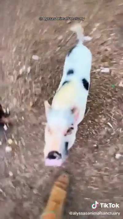 Chaotically organized night routine at an animal sanctuary