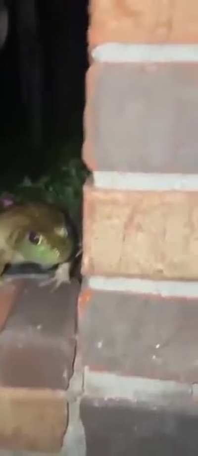 Boop