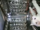 Уникальные кадры полёта котика в космосе